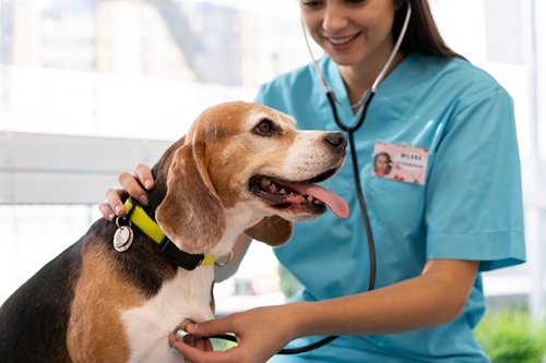 Administração de Clínica Veterinária