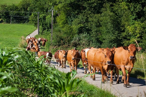 Agropecuária