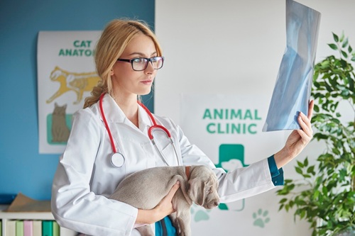 Gestão de Clínica Veterinária