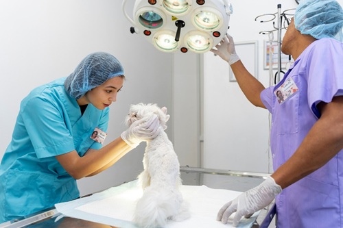Gestão de Hospital Veterinário
