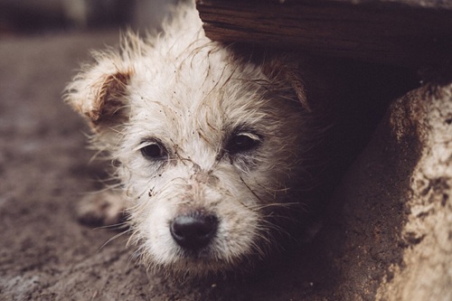 Crimes Contra Animais