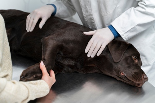 Urgência e Emergência Veterinária