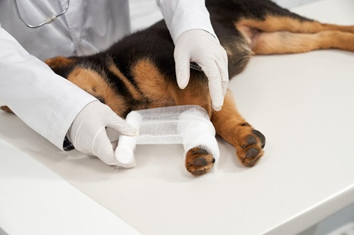 Primeiros Socorros para Cães e Gatos