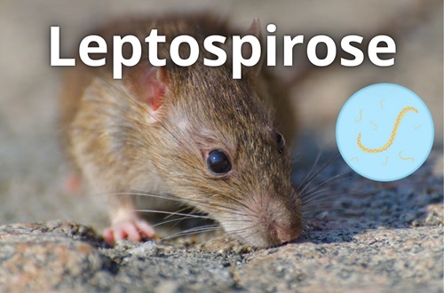 Prevenção da Leptospirose