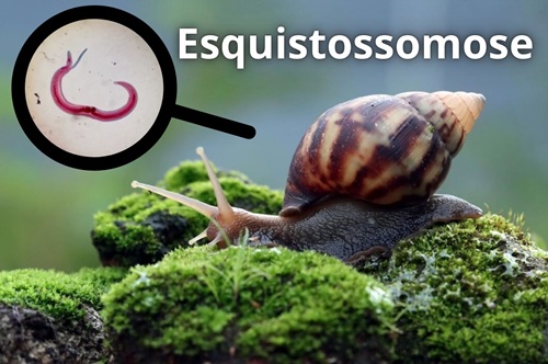 Esquistossomose: Combate e Prevenção