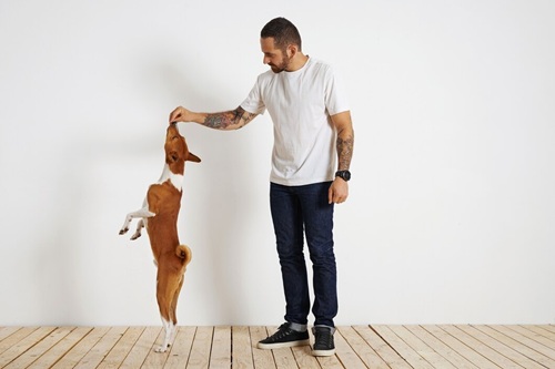 Adestrador de Cães