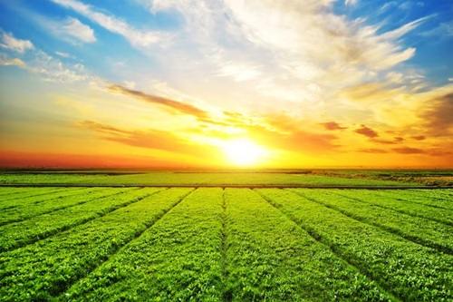 Introdução ao Agronegócio 