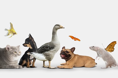 Biologia Animal