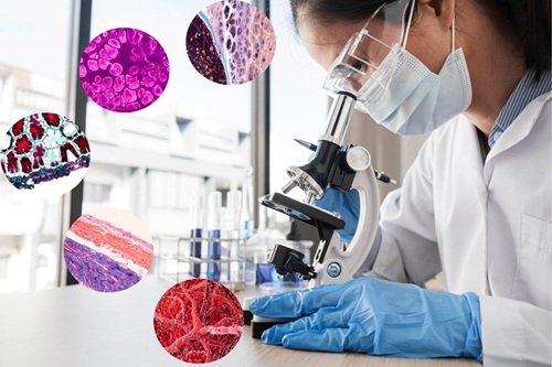 Histologia Humana