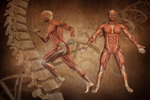 Morfologia Humana