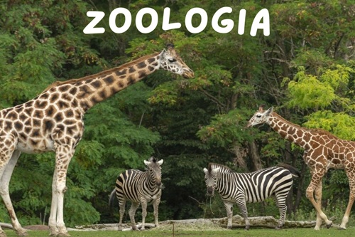 Zoologia