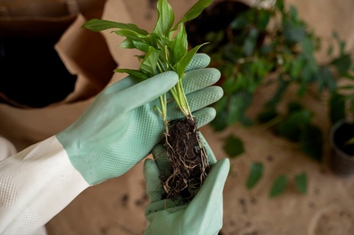 Fisiologia Vegetal