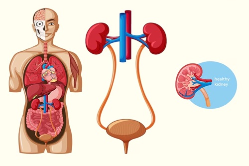 Sistema Excretor