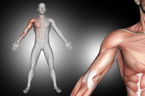 Fisiologia Humana
