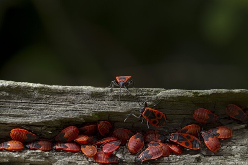 Entomologia