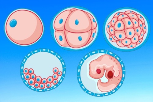 Histologia e Embriologia Humana