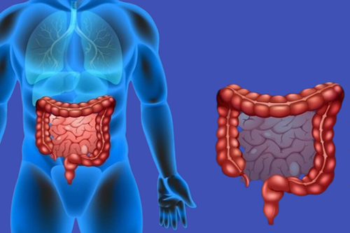 Coloproctologia Básica