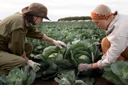 Segurança do Trabalho na Agricultura