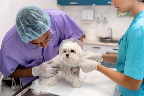 Biossegurança na Medicina Veterinária