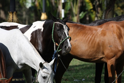 Equinocultura