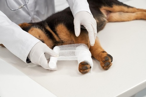 Ortopedia Veterinária