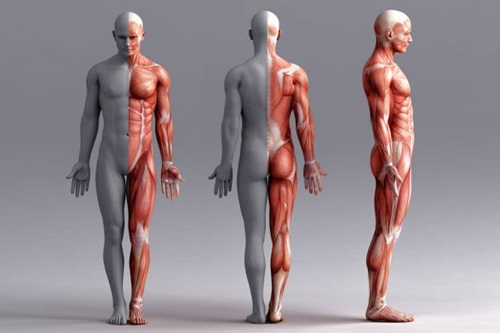 Anatomofisiologia do Corpo Humano