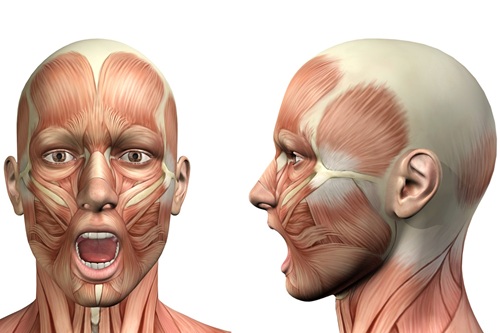 Anatomia Facial