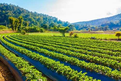 Horticultura