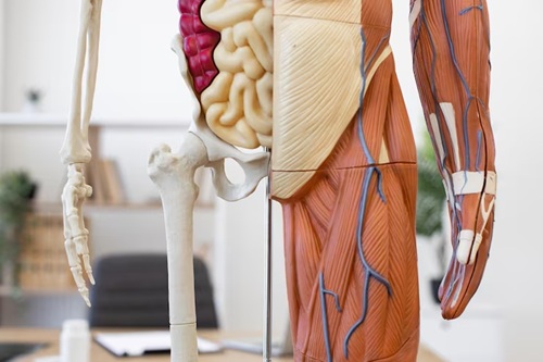 Anatomia e Fisiologia Humana