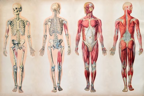 Fisiologia Geral