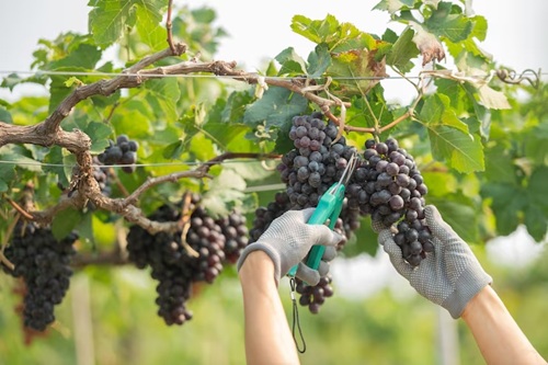 Viticultura