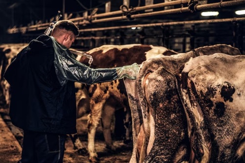 Inseminação Artificial em Bovinos