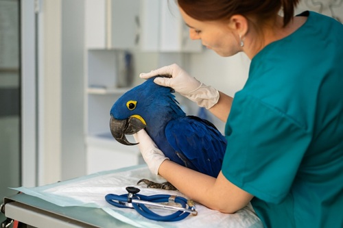 Veterinária de Animais Silvestres e Exóticos
