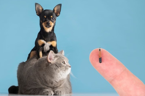 Microchipagem Animal
