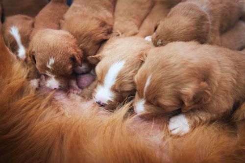 Neonatologia Veterinária