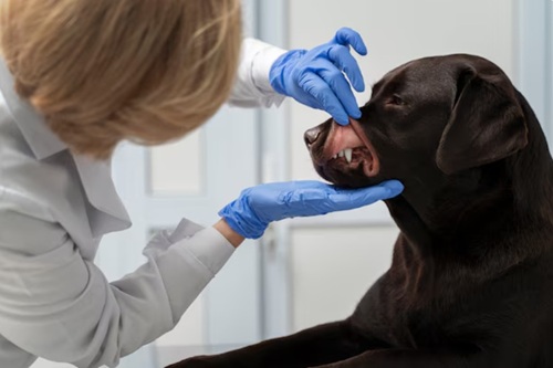 Patologia Veterinária