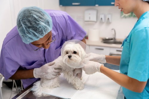 Auxiliar de Veterinário