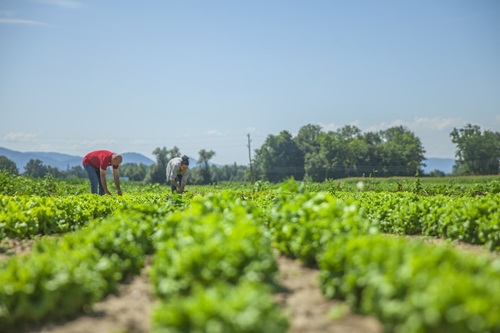 Agricultura Orgânica